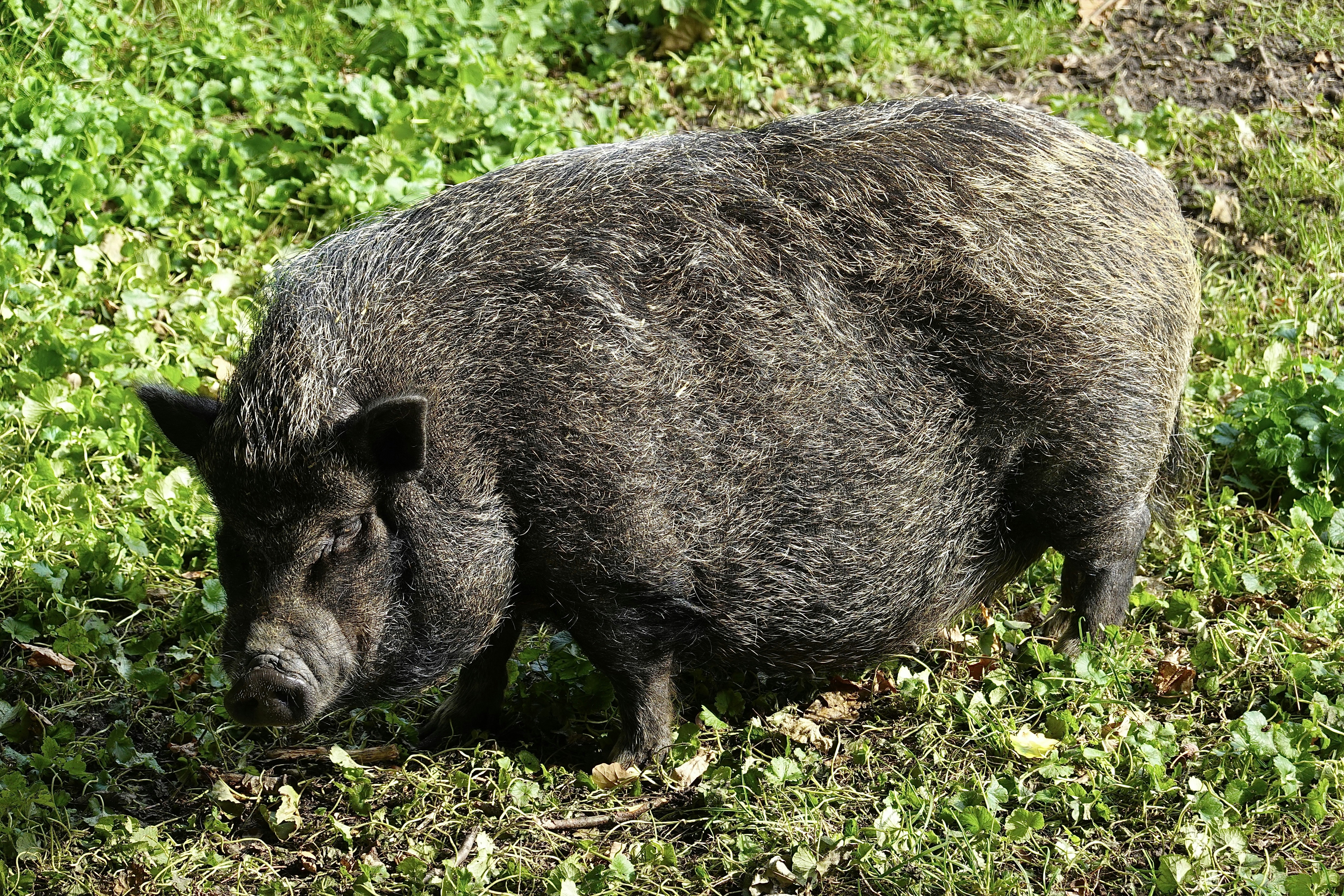 Pot-Bellied Pig