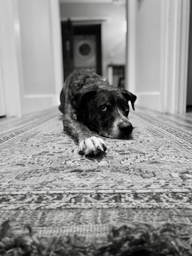 a dog lying on the floor