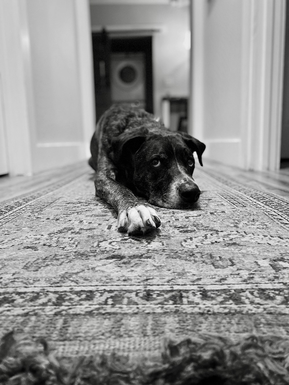 a dog lying on the floor