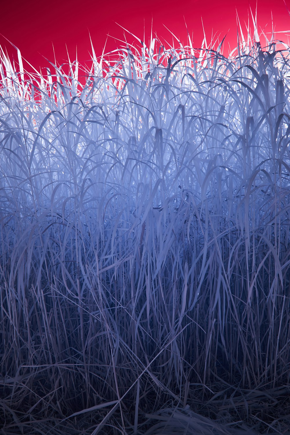 a group of trees with no leaves