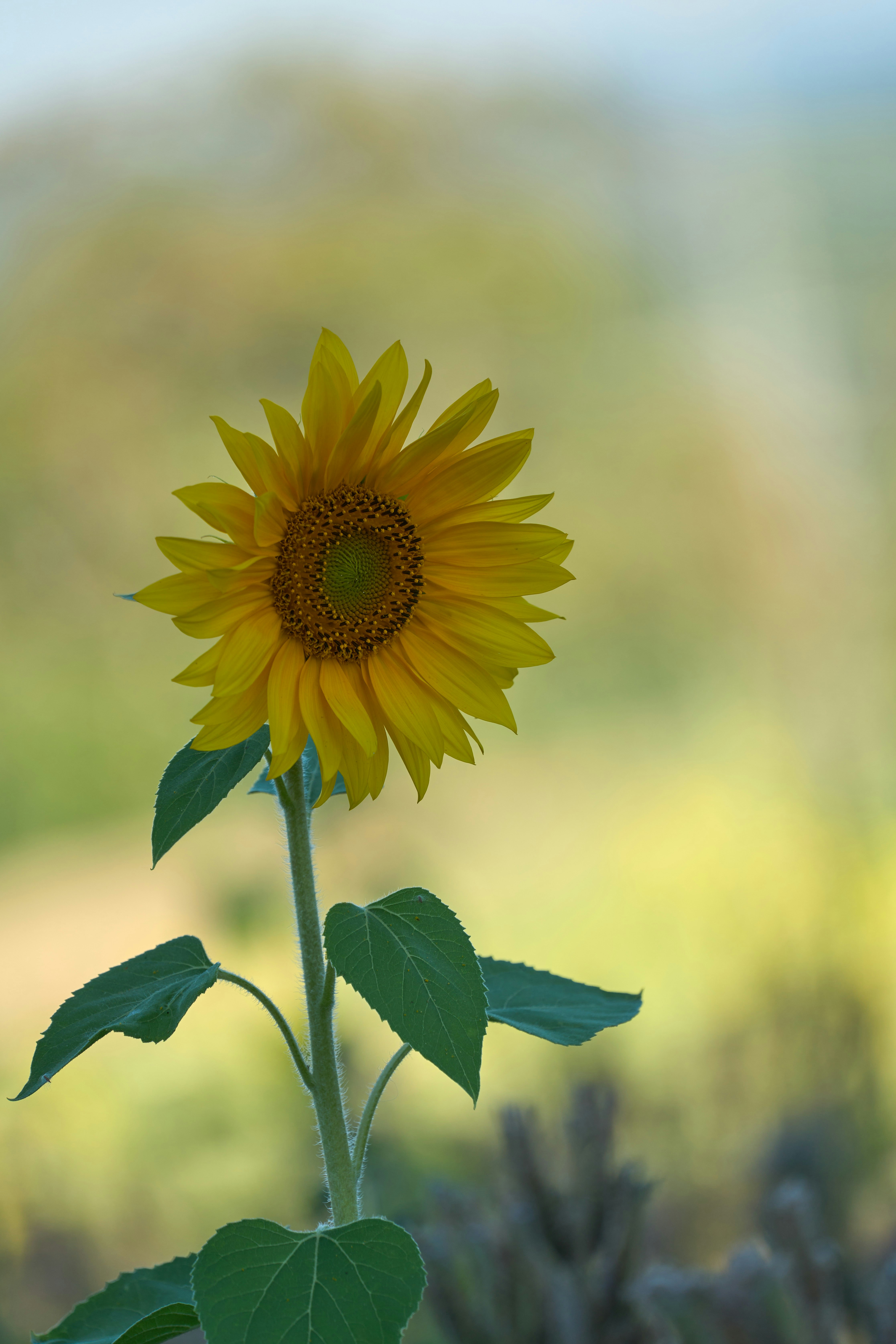 Photo by wolfgang_hasselmann