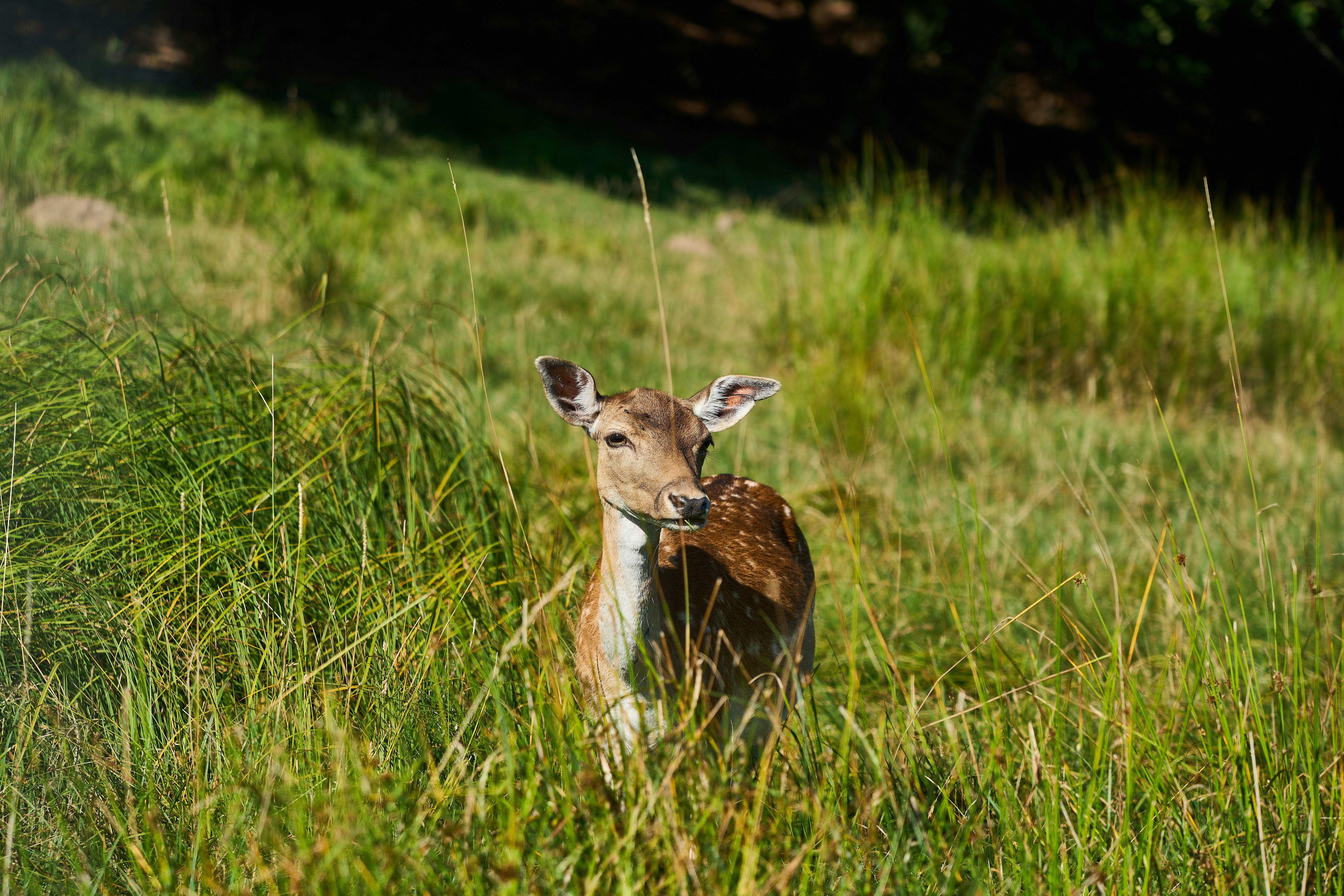 Photo by wolfgang_hasselmann