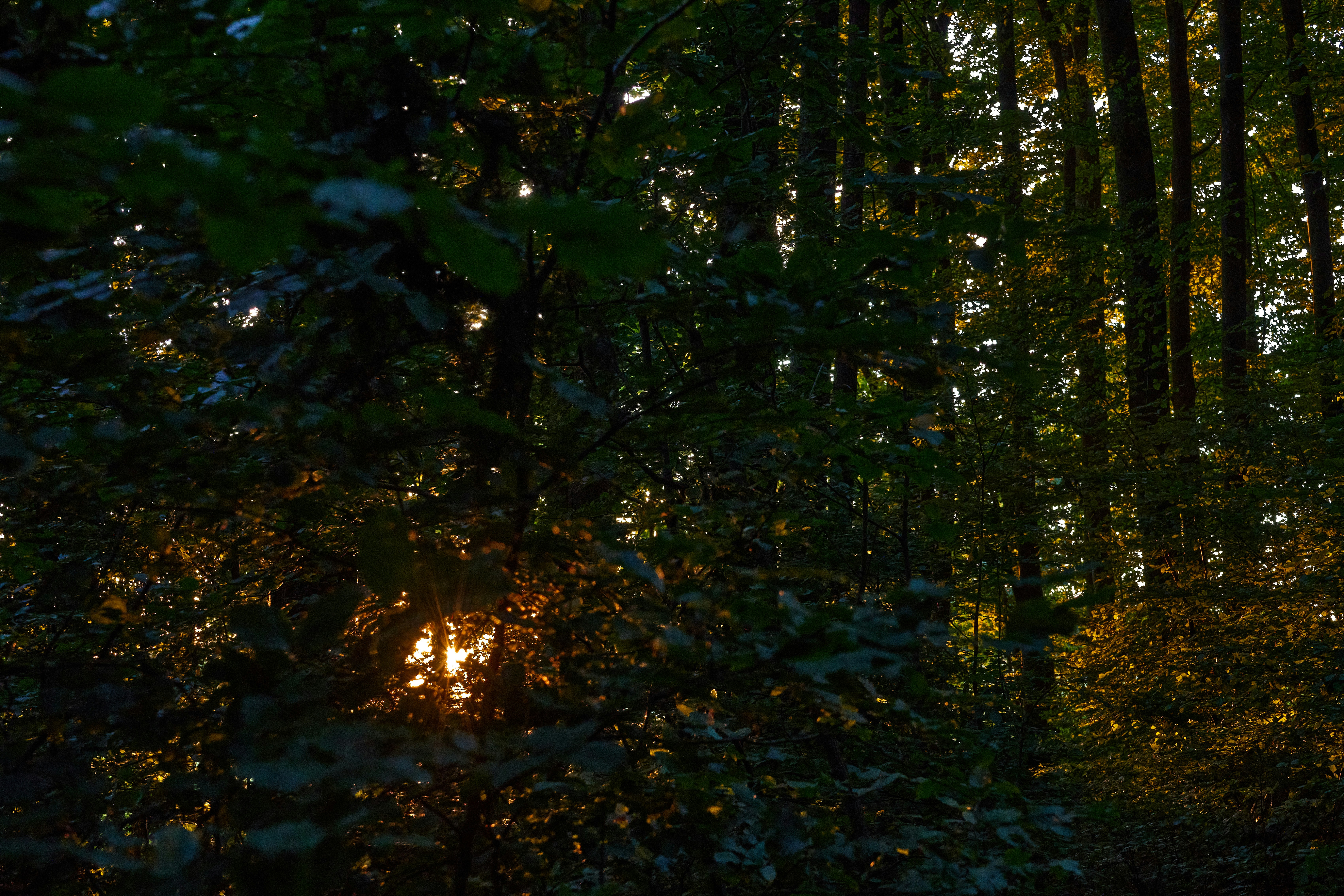 Photo by wolfgang_hasselmann