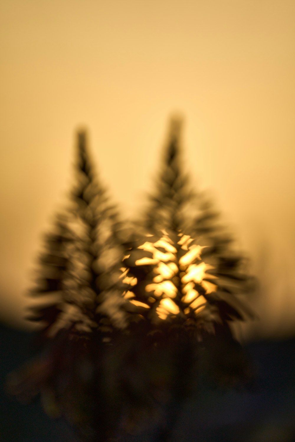 a close up of a pine cone