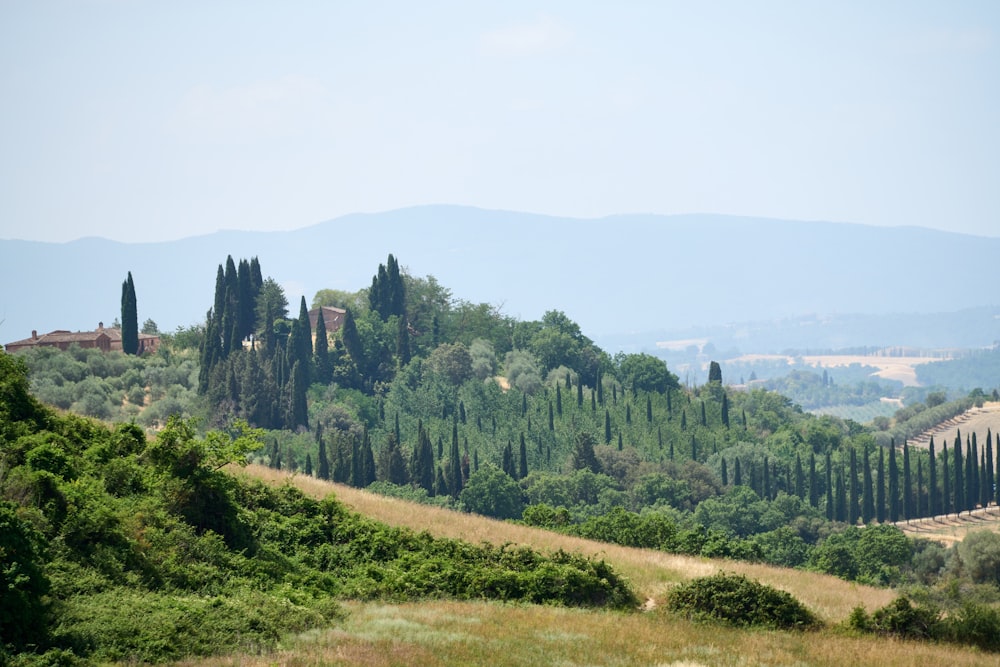 a landscape with trees and a building in the distance