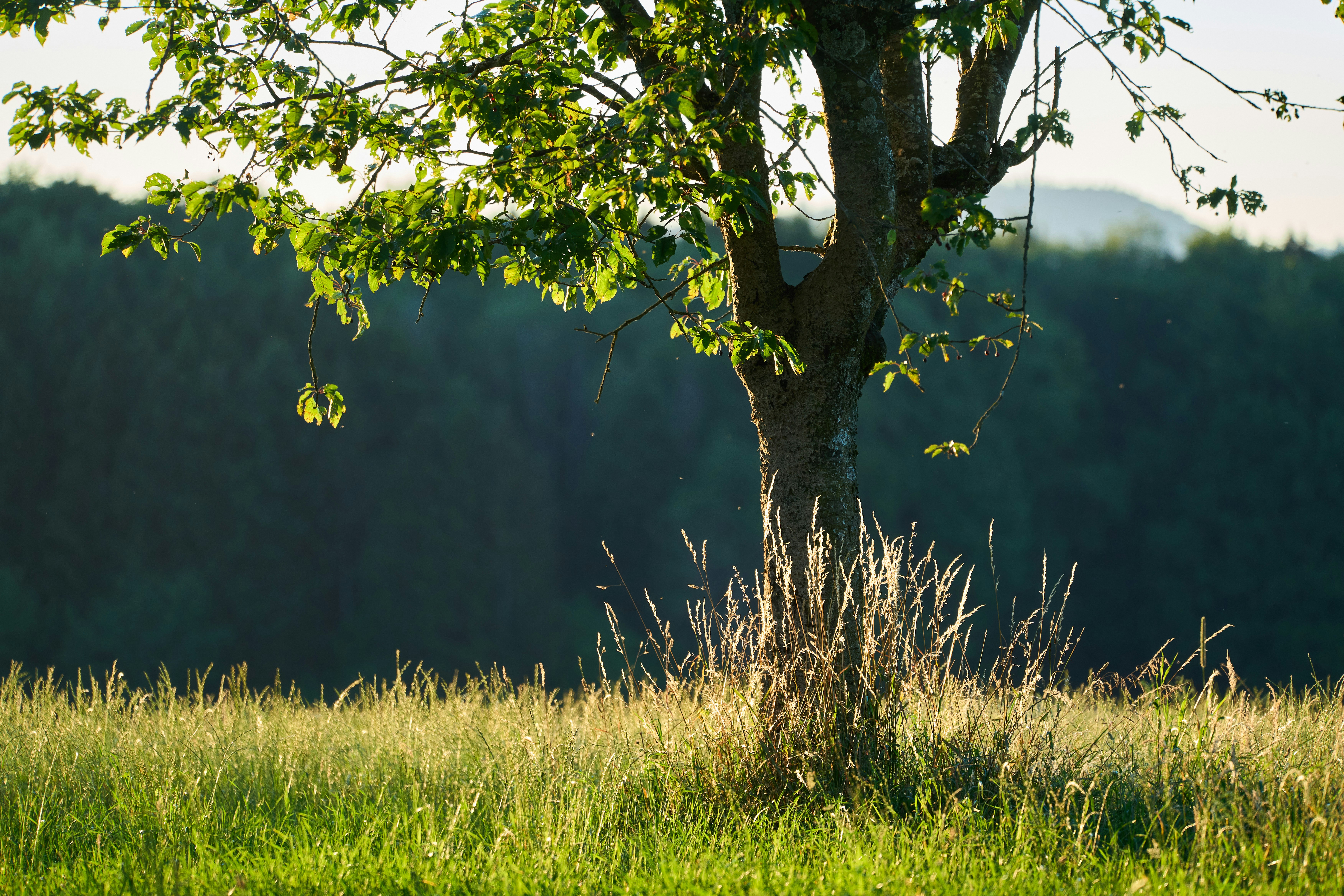 Photo by wolfgang_hasselmann