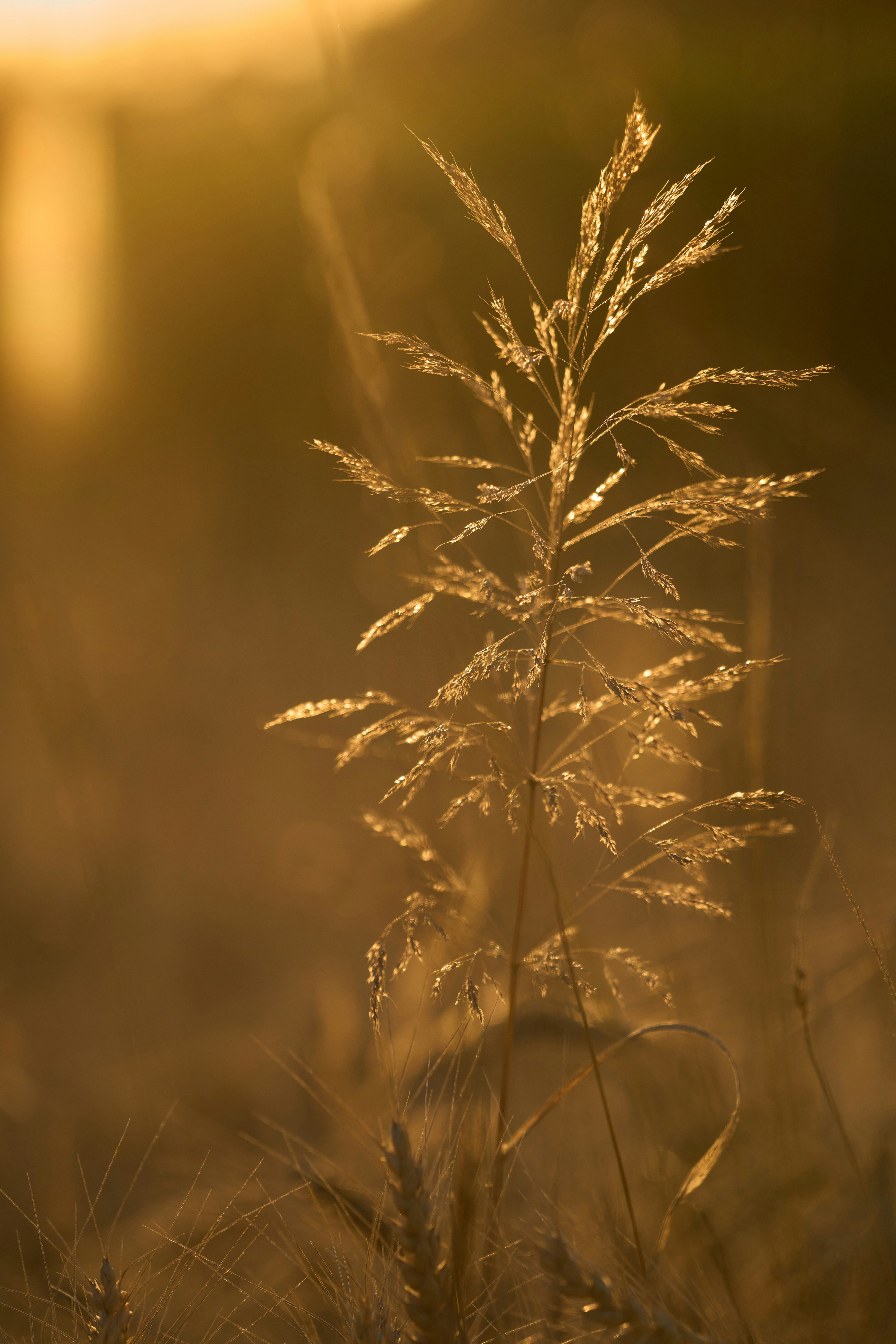 Photo by wolfgang_hasselmann