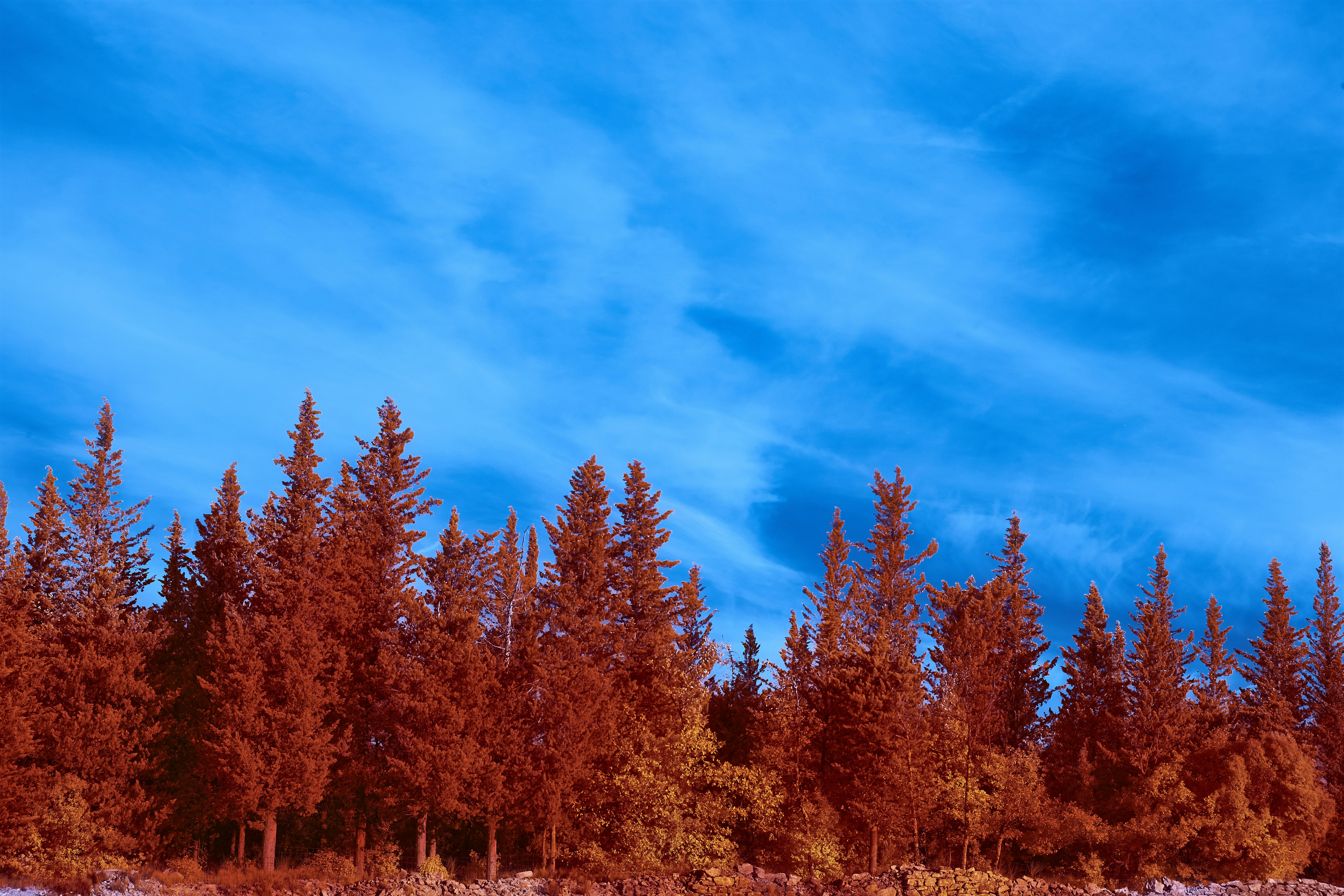 Photo by wolfgang_hasselmann