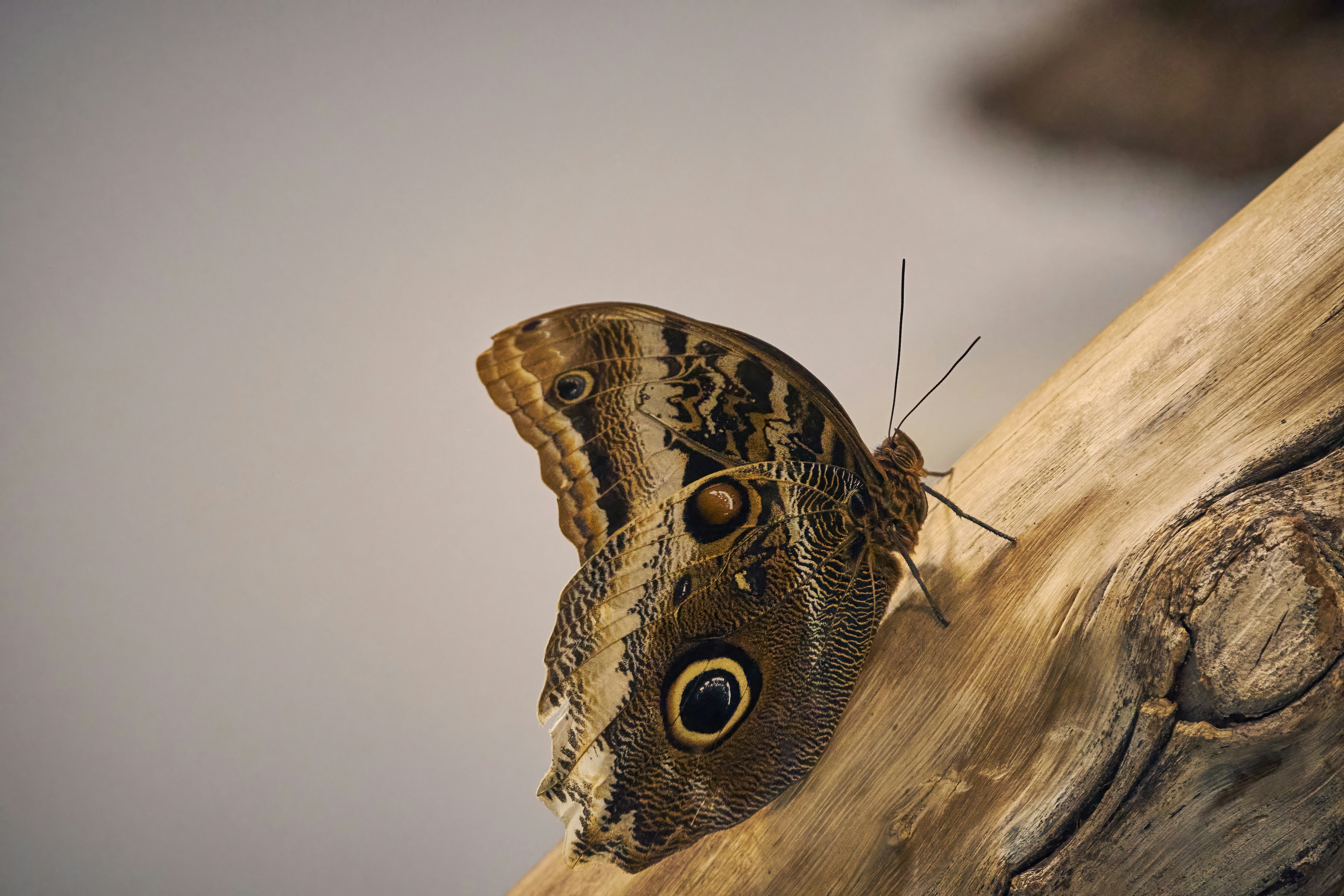Ein Schmetterling auf einem Ast