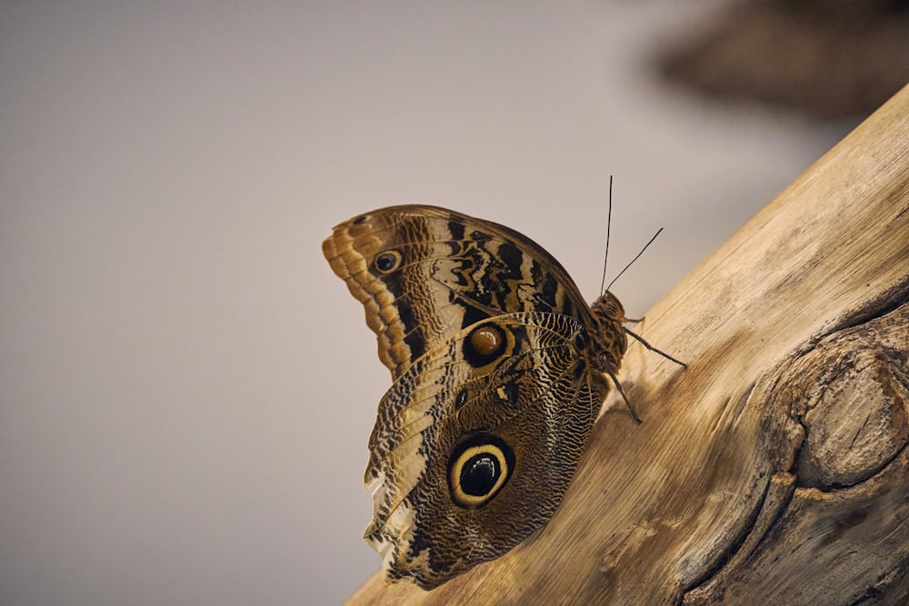 a butterfly on a branch