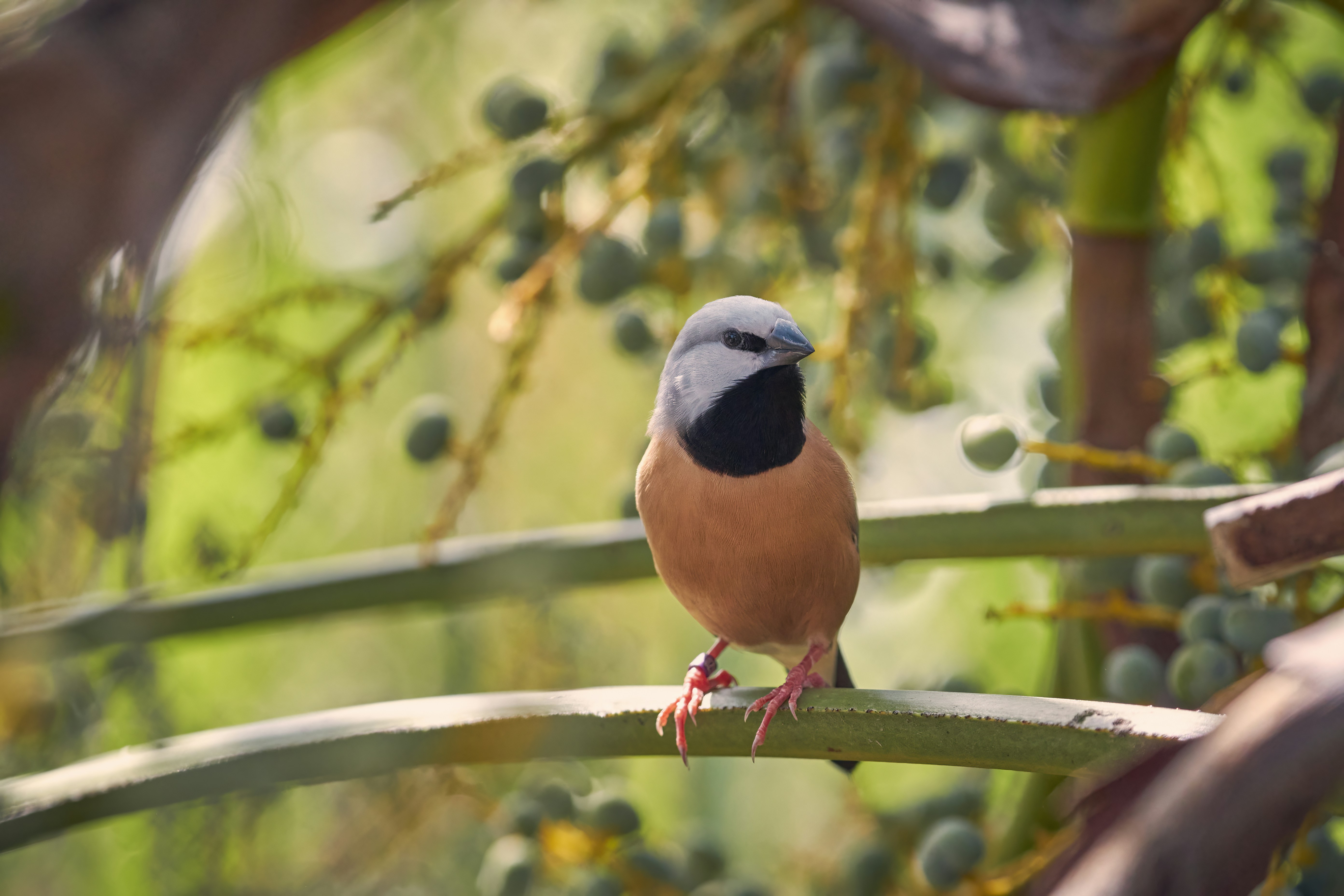 Ein kleiner Vogel sitzt auf einem Ast