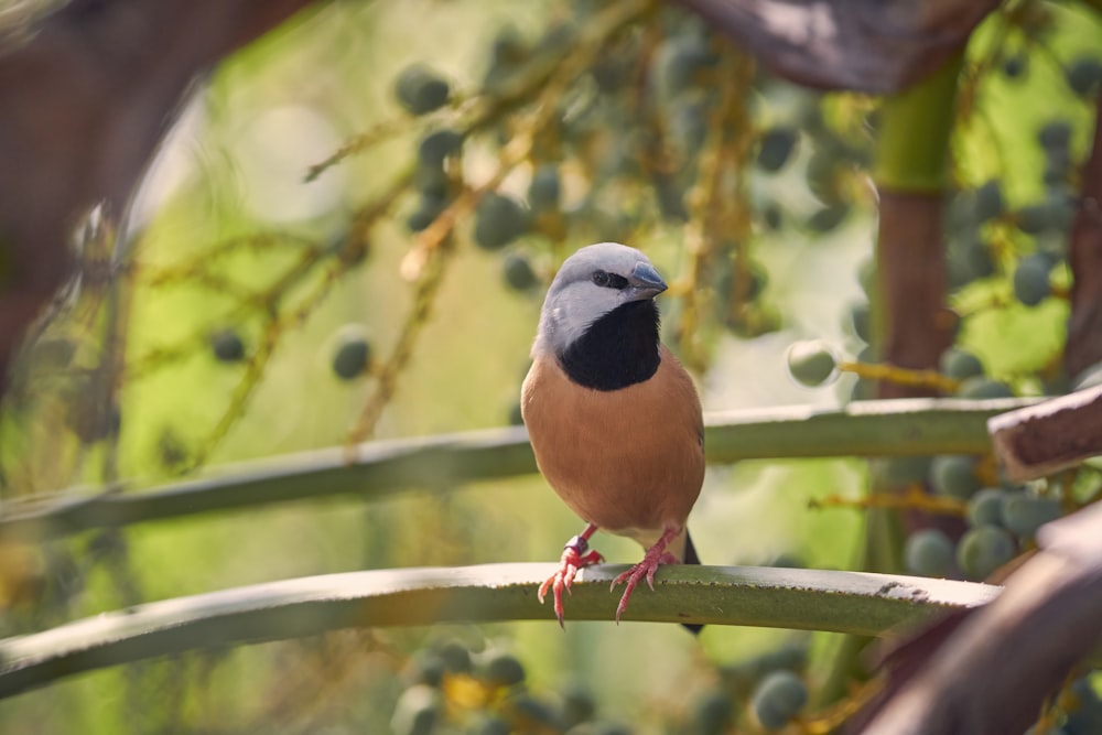 a small bird perched on a branch