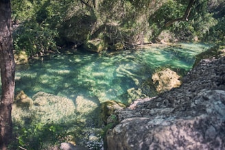 a river with rocks and trees