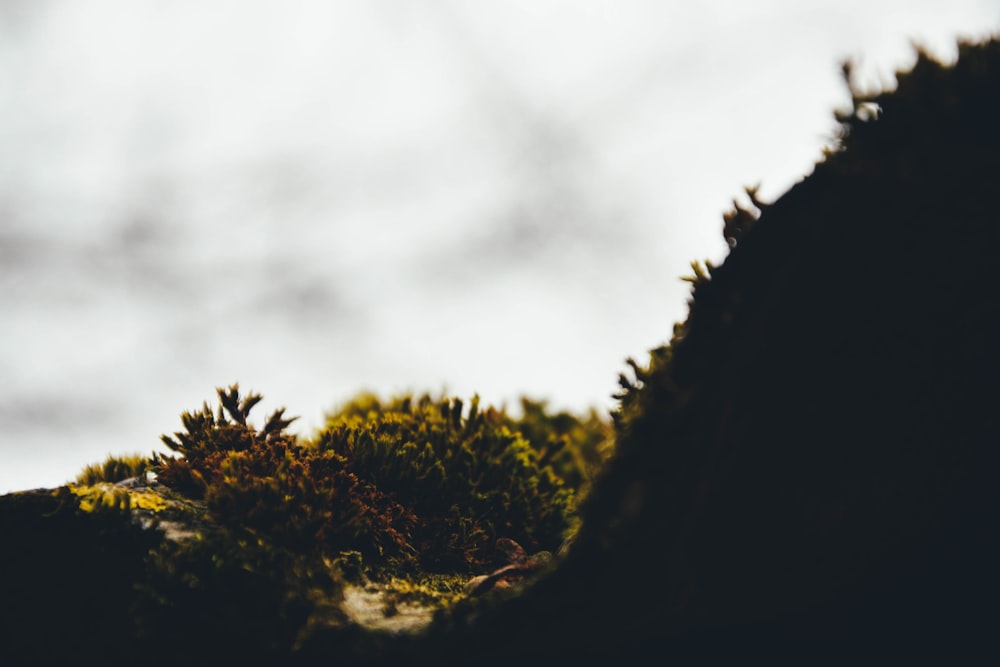 a tree on a mountain