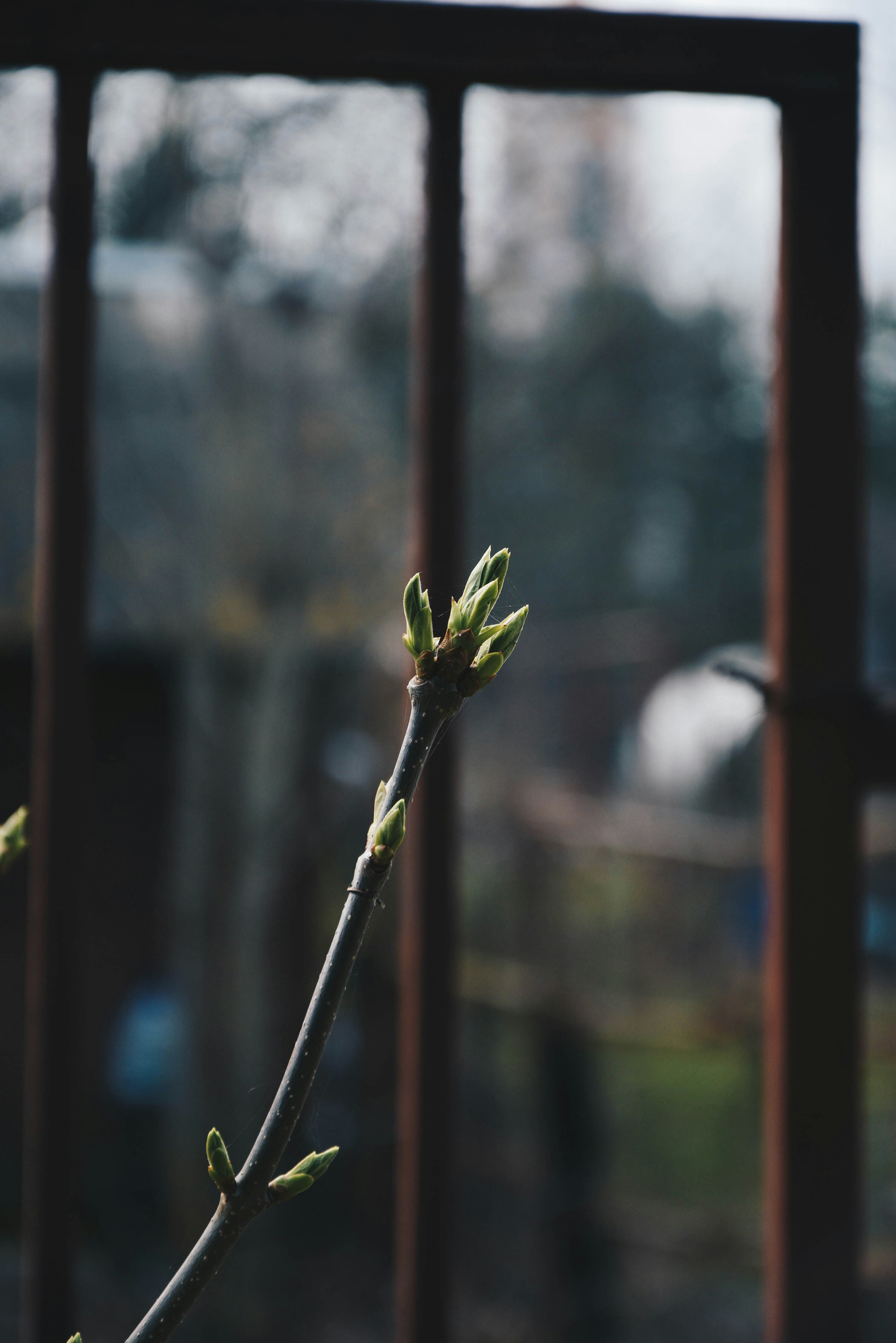 a close up of a plant