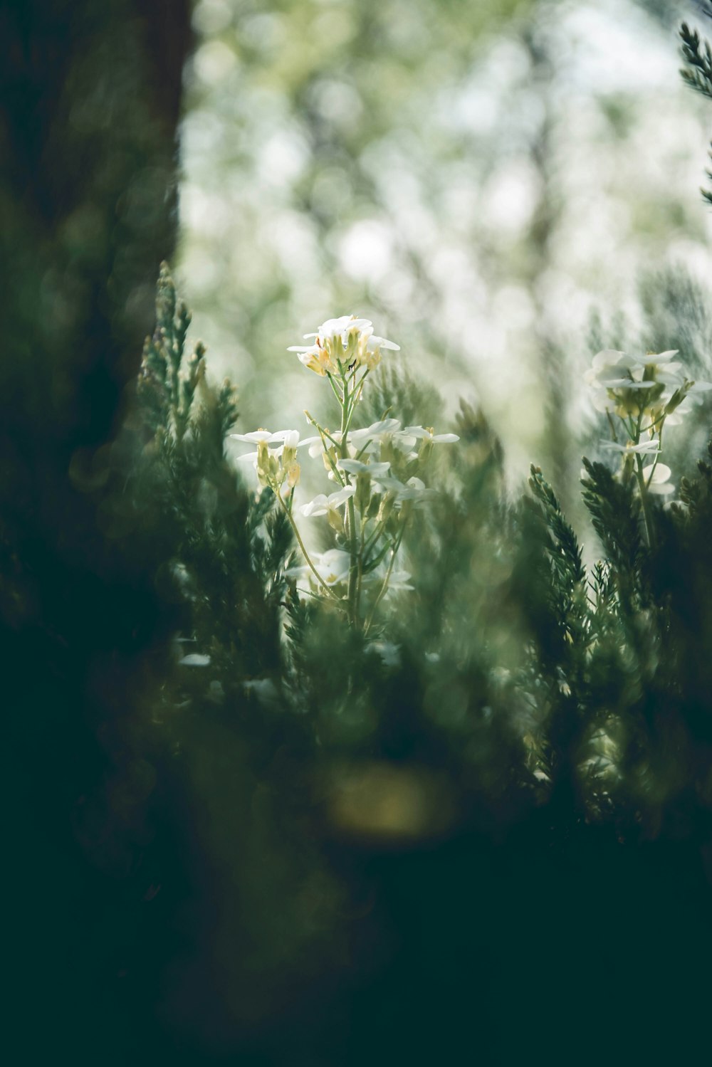 um close up de uma flor