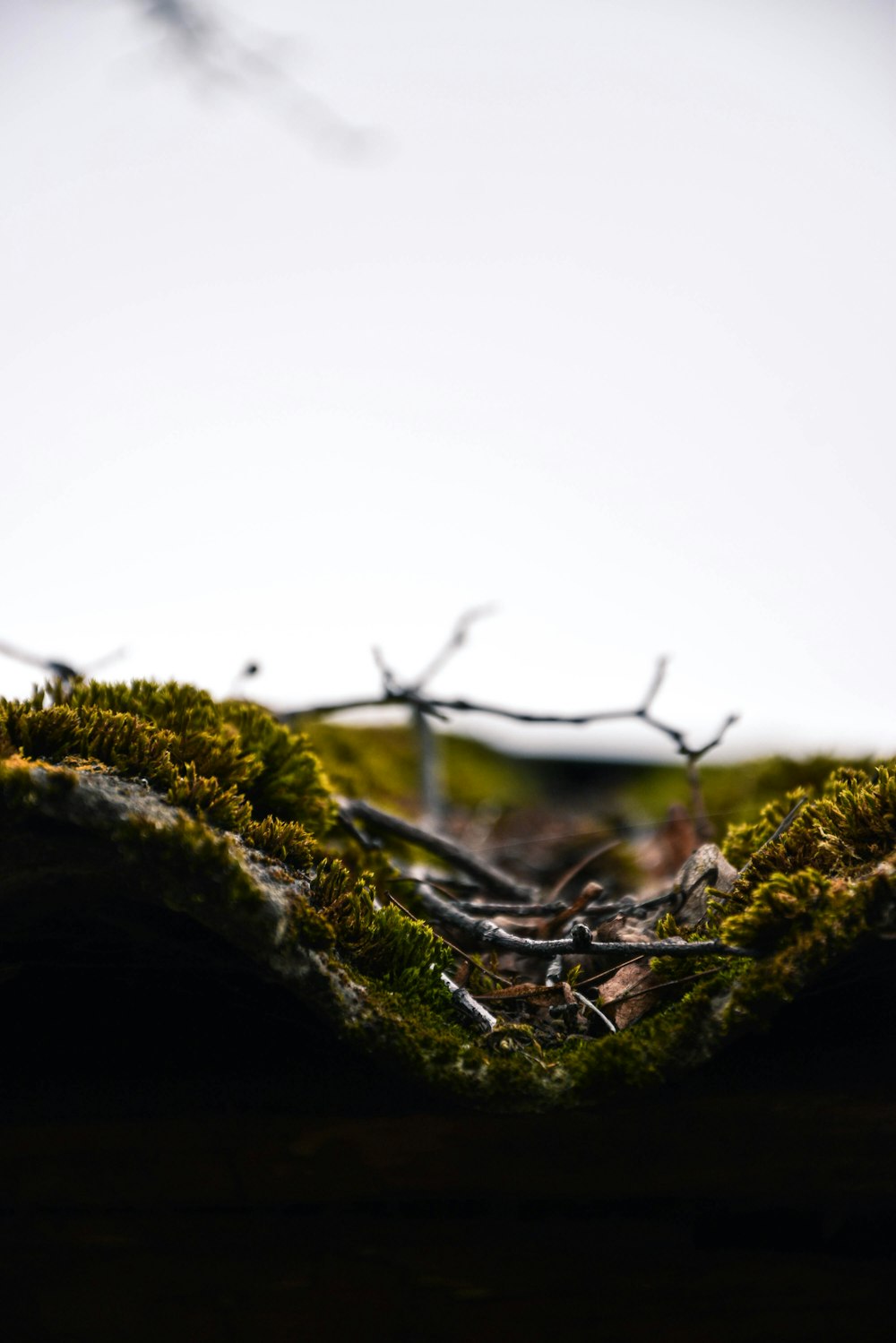 a tree branch with leaves