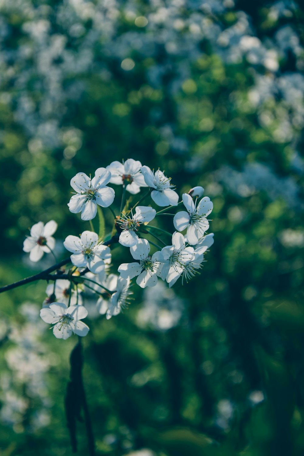 un primo piano di un fiore