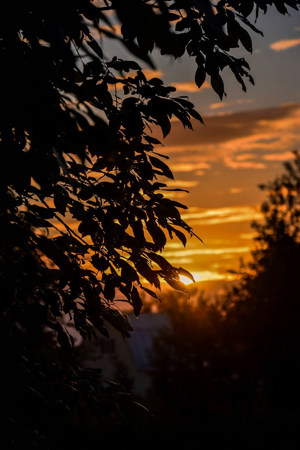 a tree with leaves