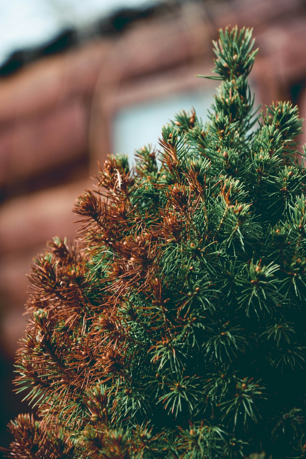 a close up of a pine tree