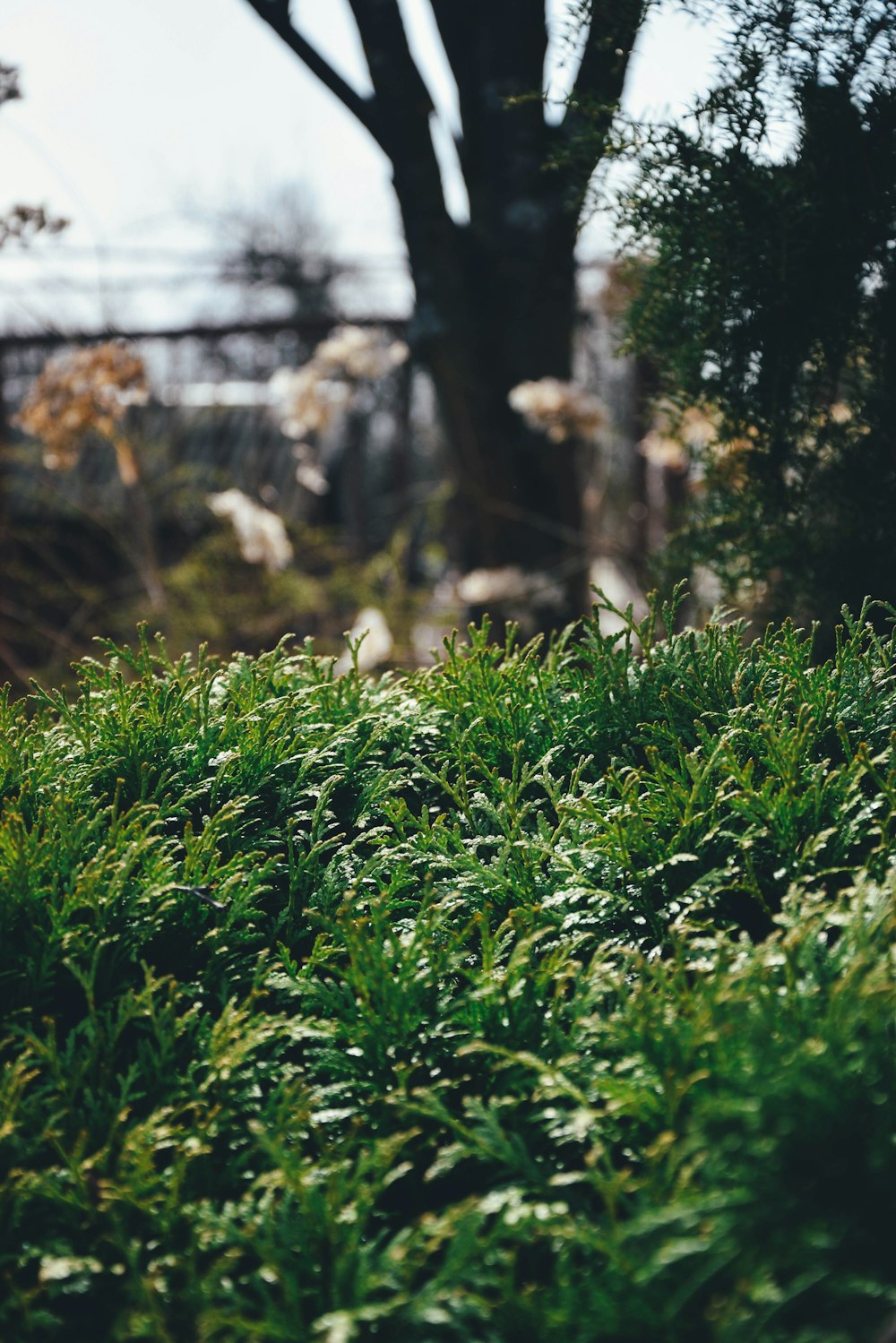 a group of trees and bushes