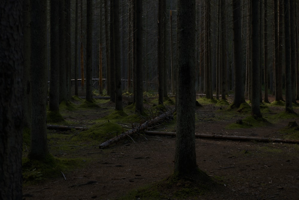 Dark Forest Images  Free Photos, PNG Stickers, Wallpapers