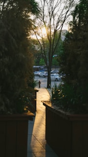 Sunlight filtering through leaves onto a charming pathway lined with well-kept homes.