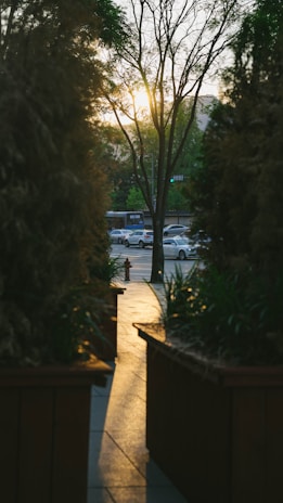 Sunlight filtering through leaves onto a charming pathway lined with well-kept homes.