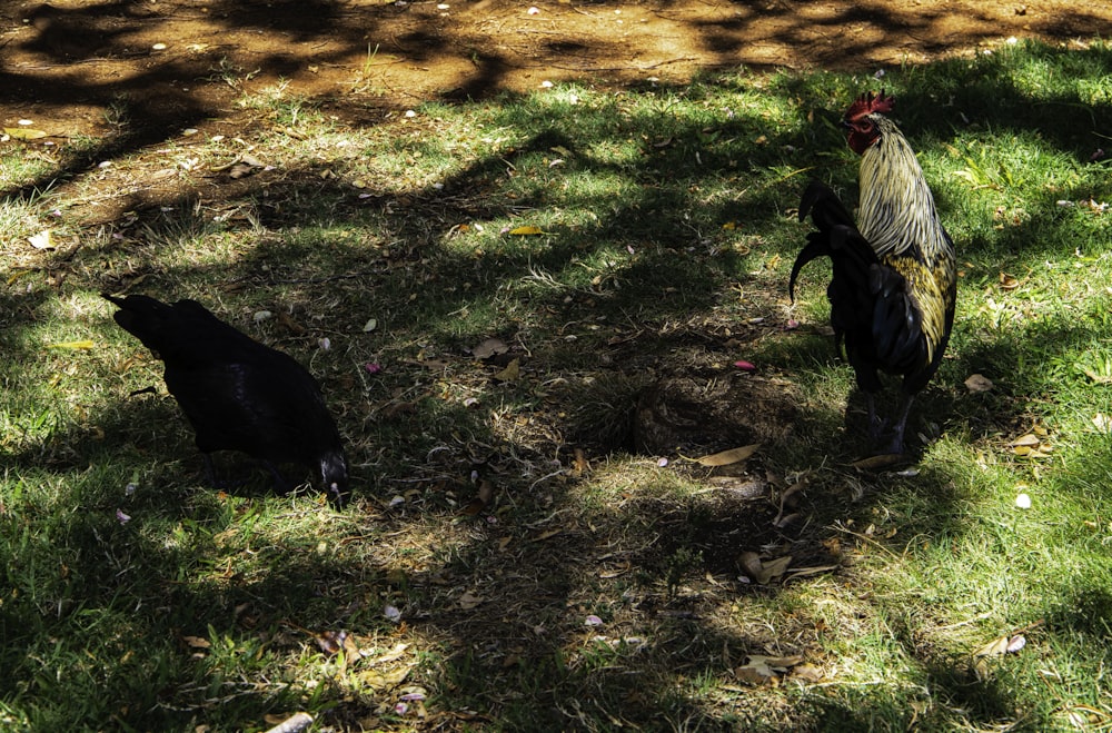 a group of chickens in a grassy area