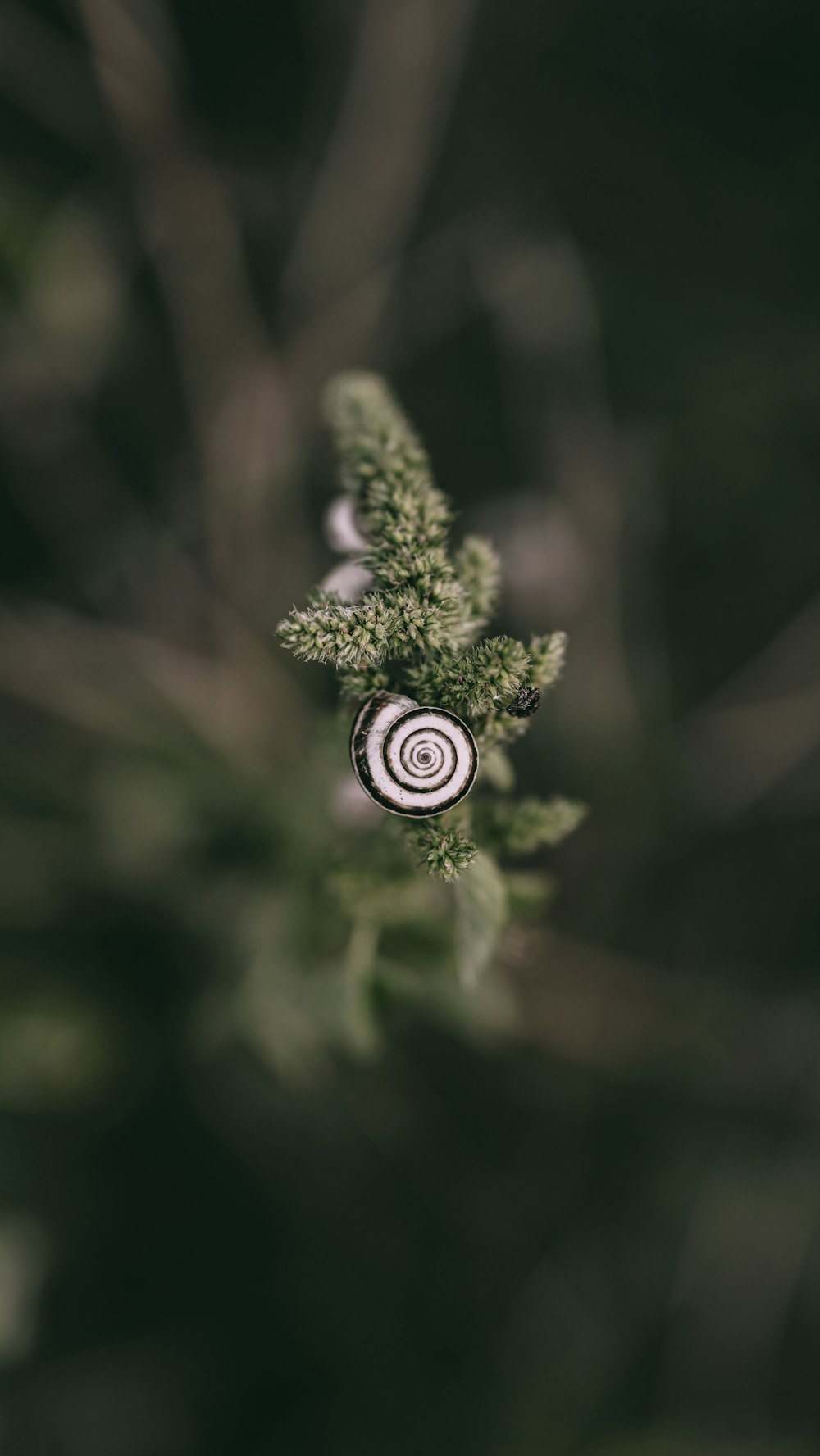 a close up of a flower