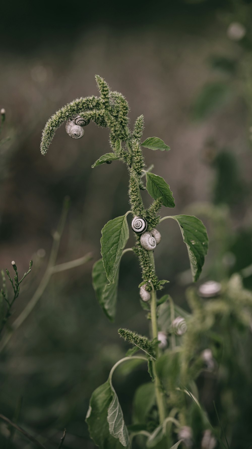 a close-up of a plant with water drops on it