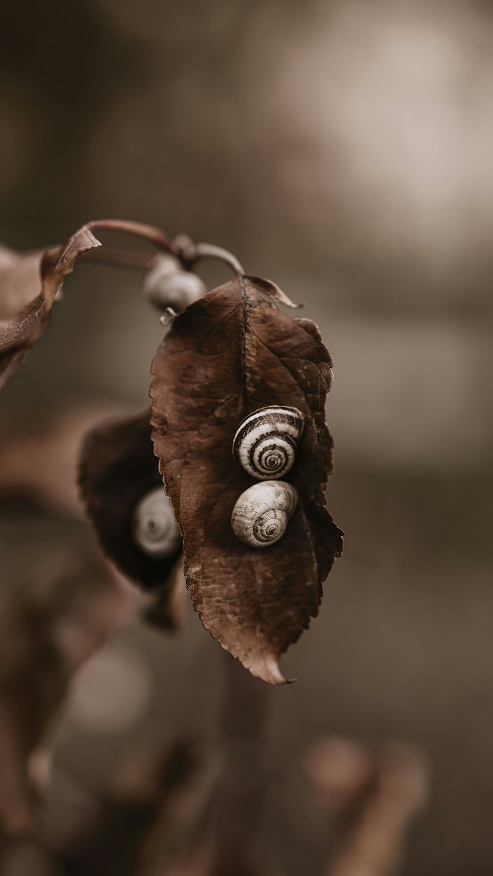 a close up of a tree branch