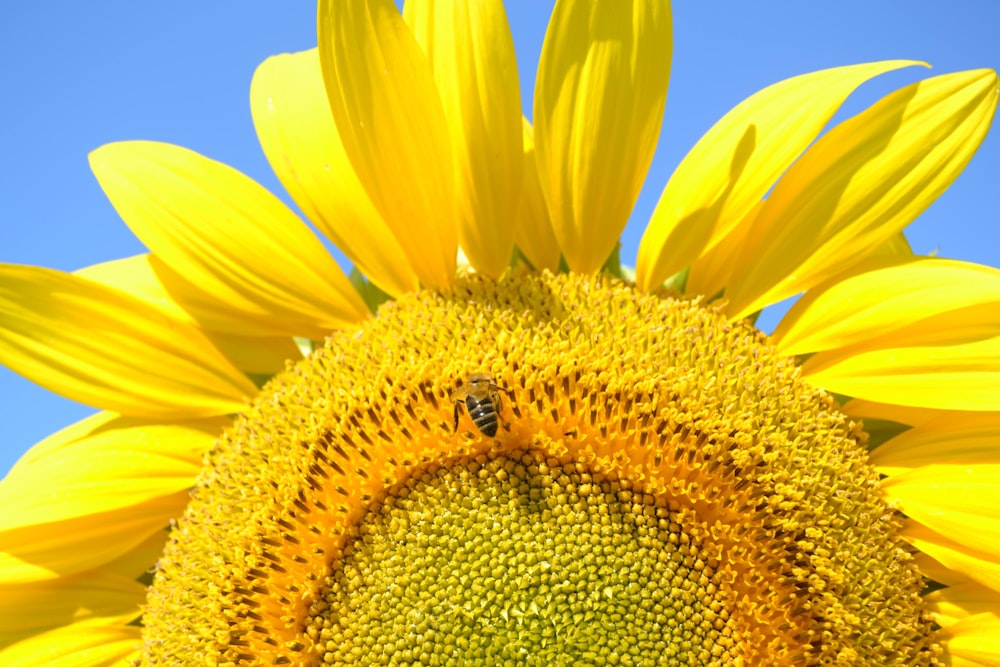 a bee on a sunflower