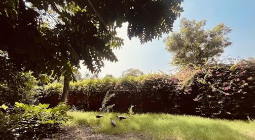 A serene garden setting with birds chirping softly