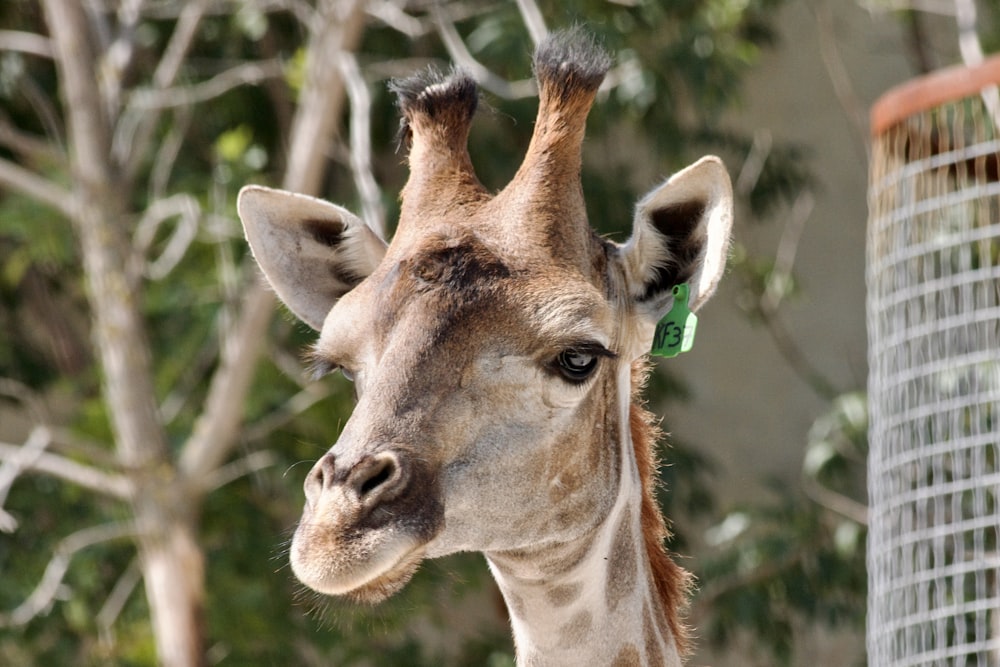 a giraffe with a green tag on its ear