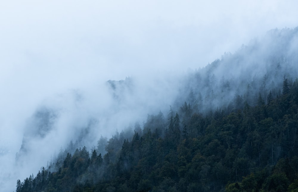 a forest of trees