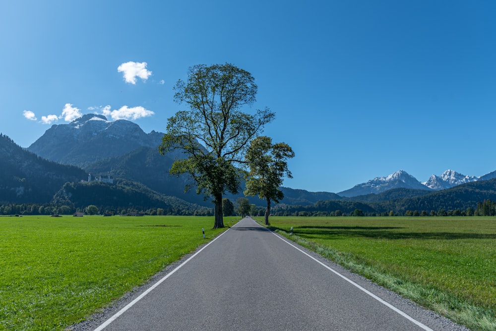a road with trees and grass on the side