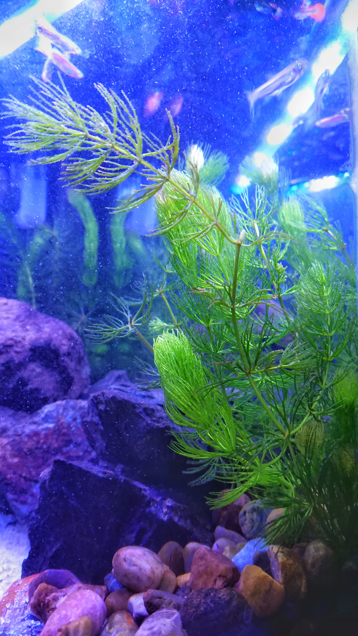 Test de agua comparando colores para un acuario