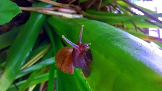A close-up view of a small brown snail with a spiraled shell crawling on a vibrant green leaf. The background consists of several other green leaves, some with brown tips, creating a lush natural environment.