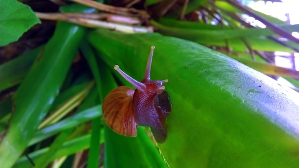A close-up view of a small brown snail with a spiraled shell crawling on a vibrant green leaf. The background consists of several other green leaves, some with brown tips, creating a lush natural environment.
