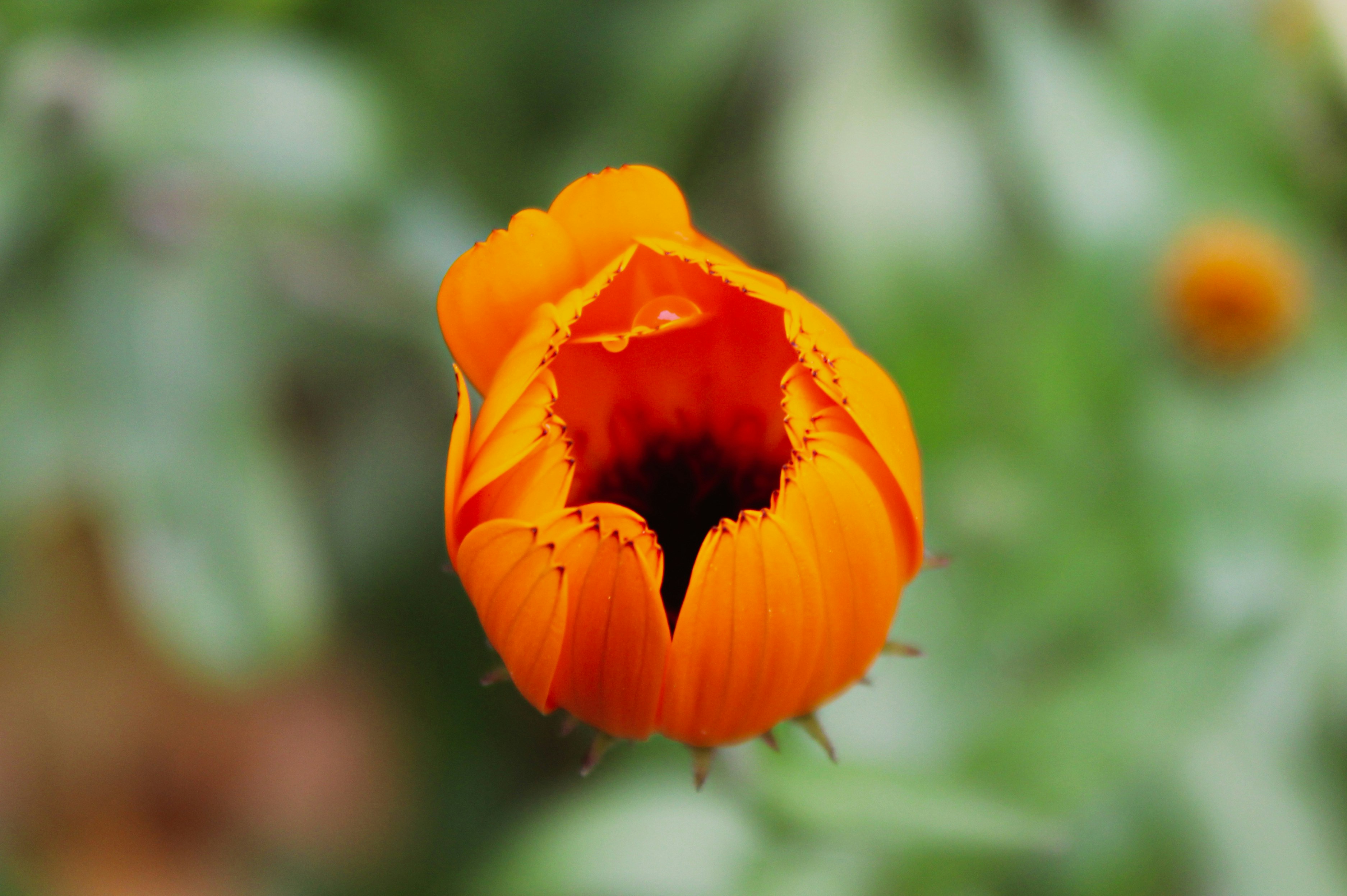 Photo by slenderamigo