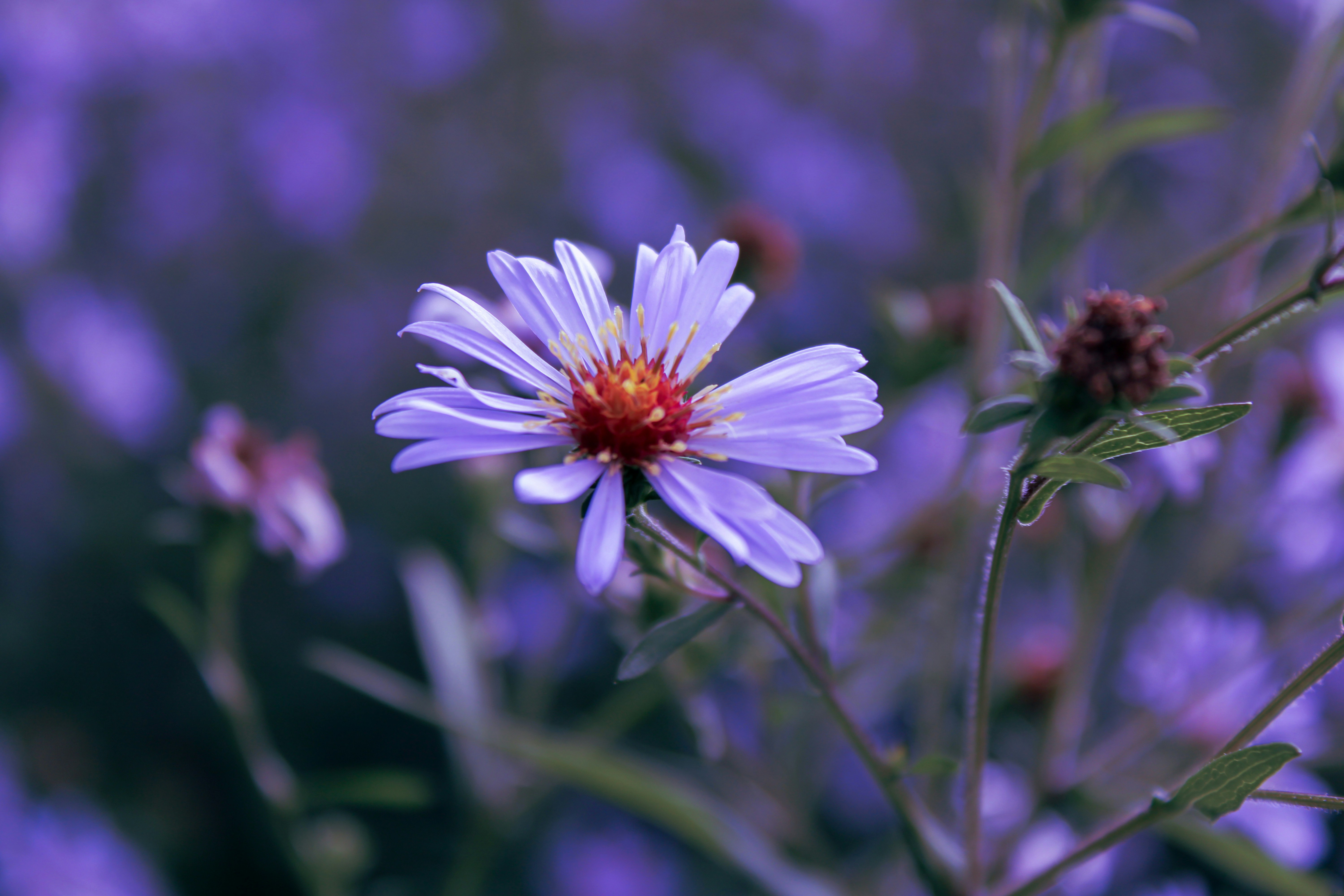 Photo by slenderamigo