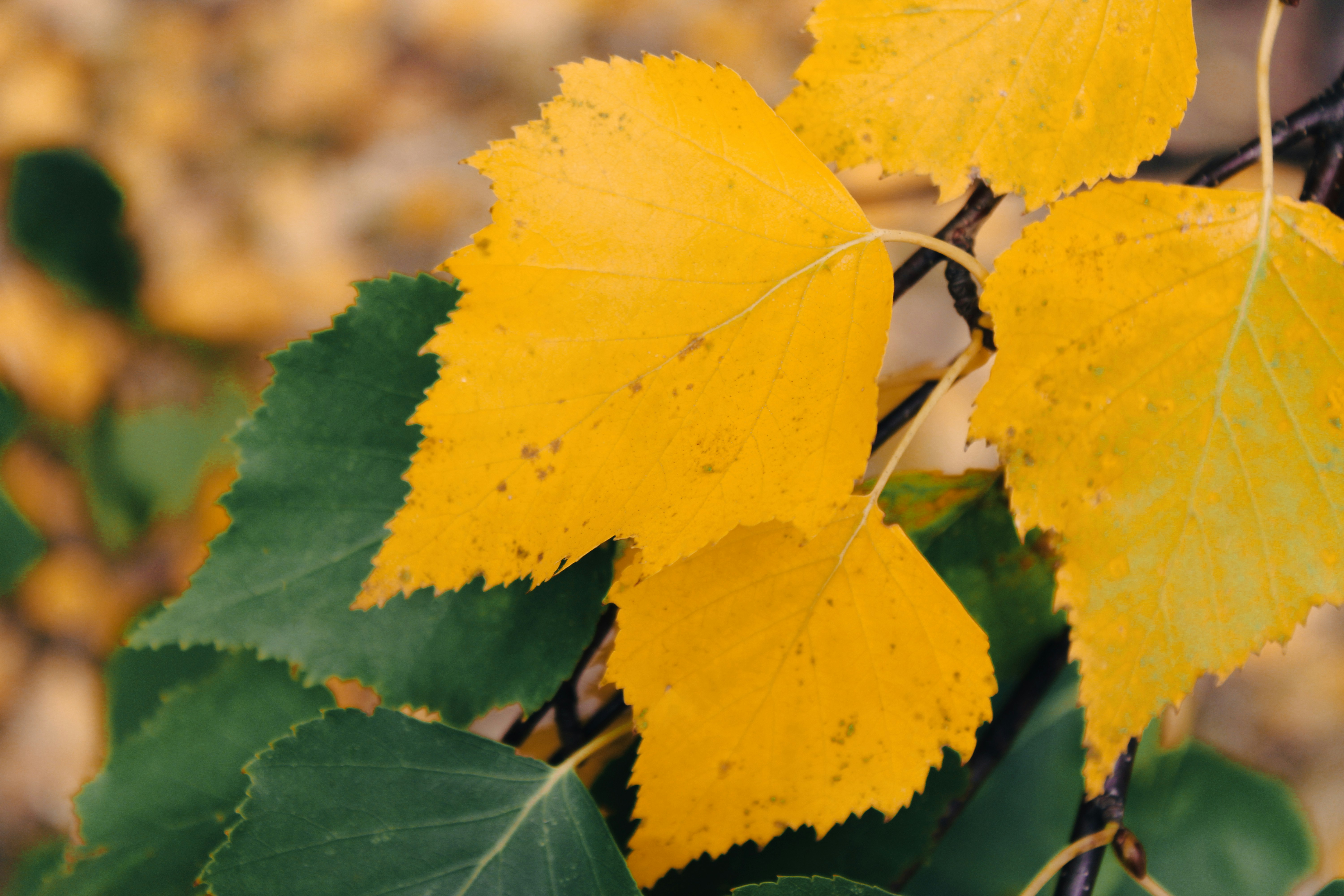 Photo by slenderamigo