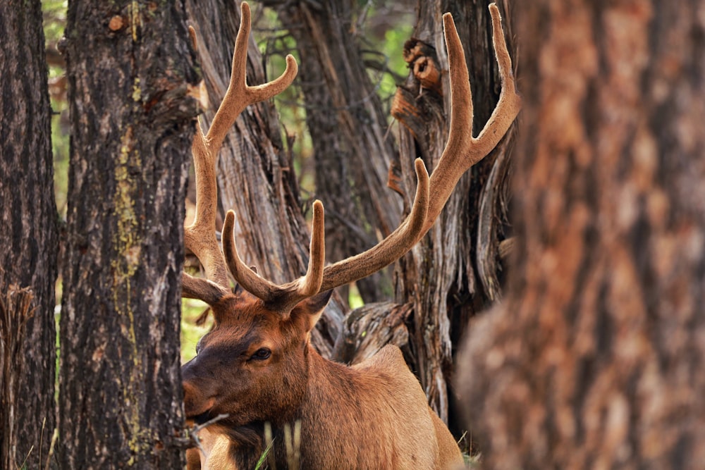 a deer with antlers in a forest