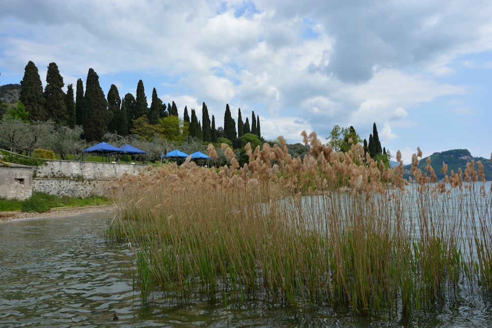 a body of water with grass and trees around it