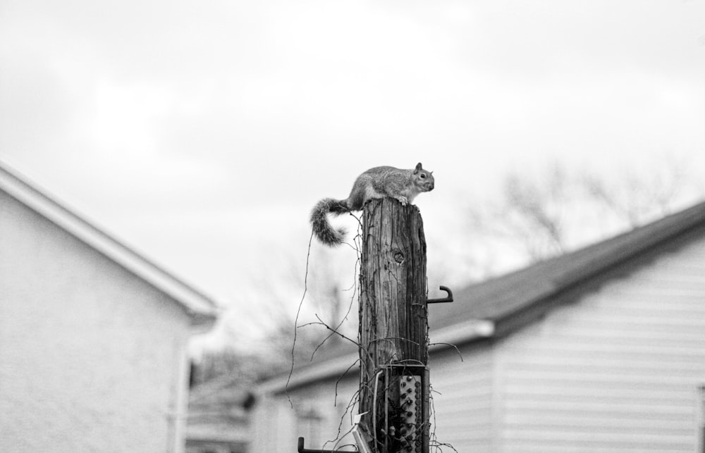 a squirrel on a post
