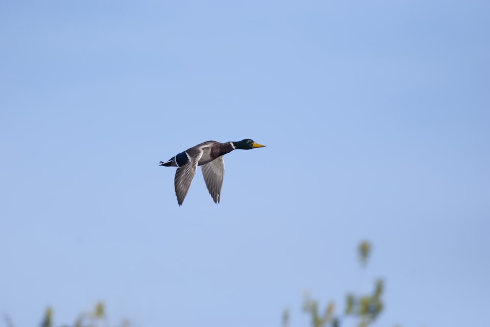 a bird flying in the sky