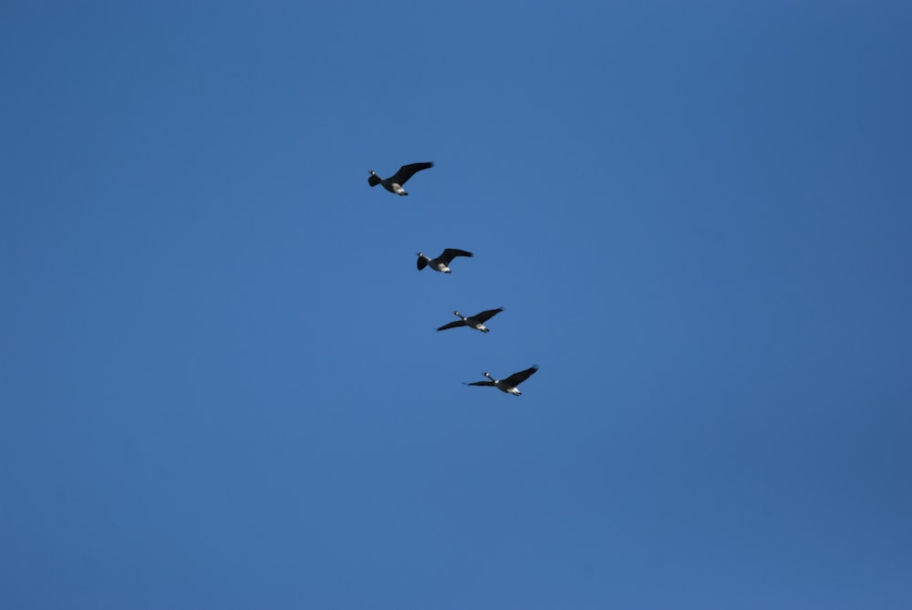 Uccelli che volano nel cielo