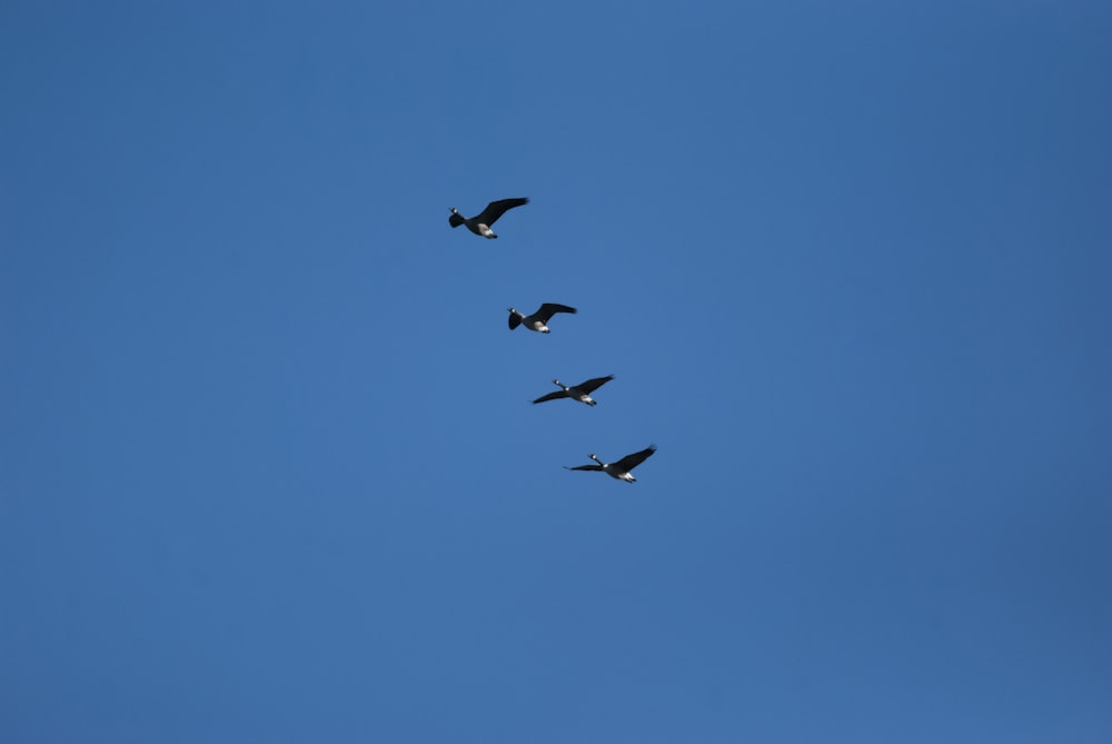 birds flying in the sky