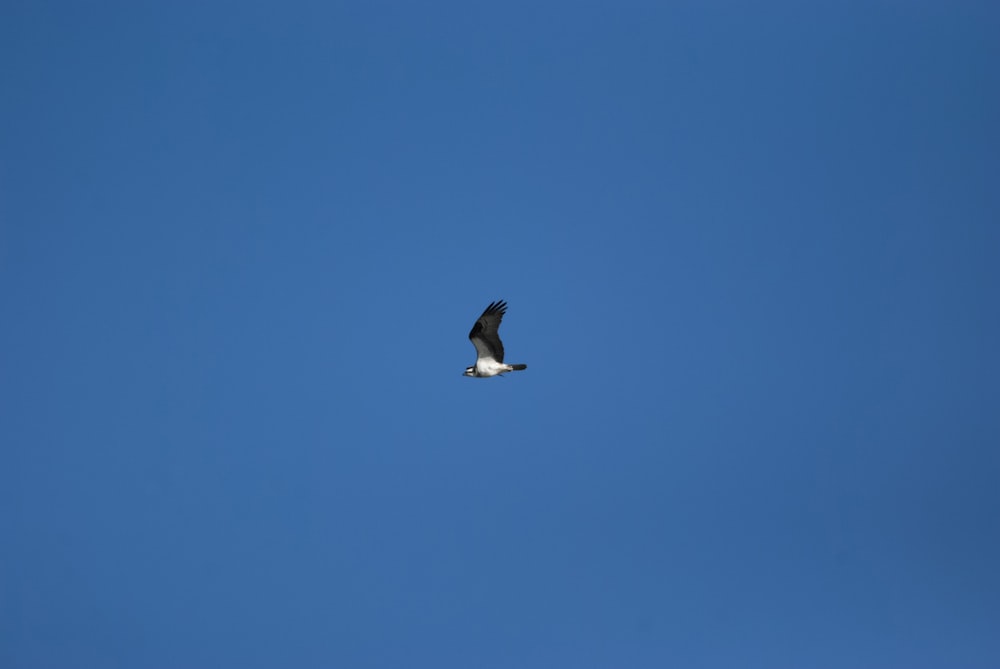 a bird flying in the sky